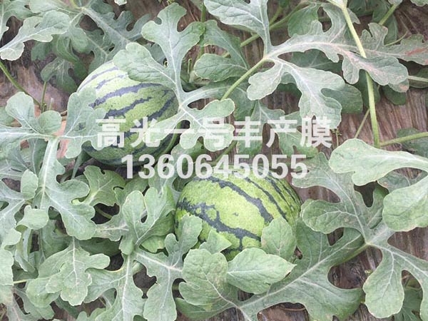 高保溫高光1號豐產(chǎn)膜